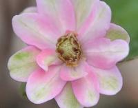 Good two tone single pink with green petaloid stamens